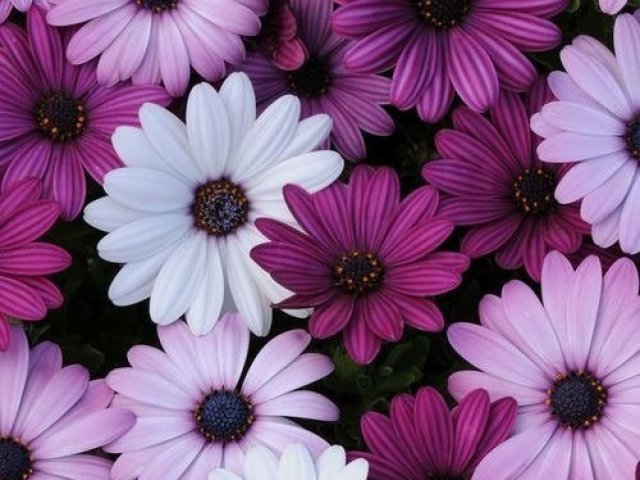 Roxo